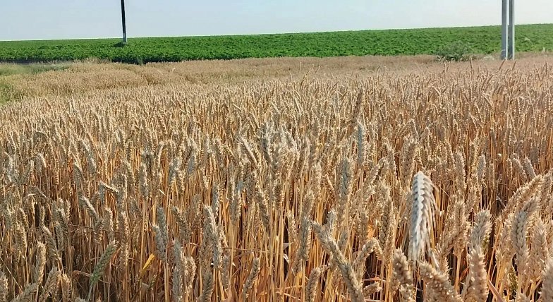 В Лысогорском районе стартовала уборочная кампания