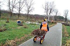 В парке Лысых Гор подготовили розы к зиме 