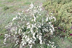 Последний осенний букет