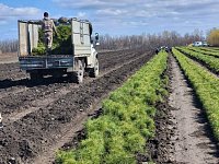 В Саратовской области появится больше лесов