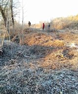 Сотрудники МУП «СанСервис» выпиливают сухие деревья близ парка в Лысых Горах 