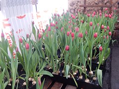 В   теплице распустились тюльпаны