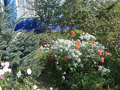 На территории ОГУ «Лысогорская райСББЖ»  благоухают шикарные клумбы 