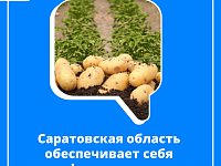  Саратовская область обеспечивает себя картофелем и овощами 