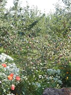 На территории ОГУ «Лысогорская райСББЖ»  благоухают шикарные клумбы 