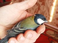 Жители Лысых Гор спасли замёрзающих птиц