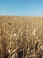 В Лысогорском районе продолжается  уборочная кампания