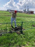 В п. Октябрьский работники администрации вырастили саженцы каштанов и посадили их в парке