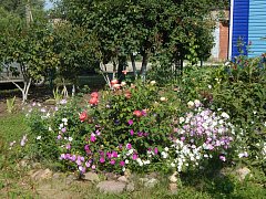 На территории ОГУ «Лысогорская райСББЖ»  благоухают шикарные клумбы 