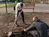 Ученики МБОУ СОШ №1 р.п. Лысые Горы высадили каштаны