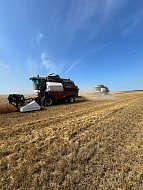 В КФХ Пасечных убрали с полей озимую пшеницу и чечевицу