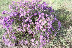 Последний осенний букет