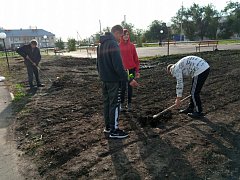 Ученики МБОУ СОШ №1 р.п. Лысые Горы высадили каштаны