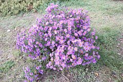 Последний осенний букет