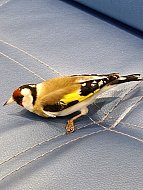 Жители Лысых Гор спасли замёрзающих птиц