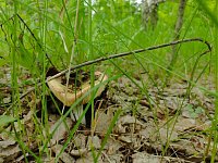 Что делать, если отравился грибами