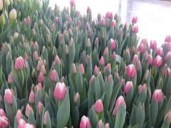 В   теплице распустились тюльпаны