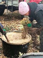 В ГАУ «Лысогорский лесхоз» идет подготовка миллионов саженцев к высадке