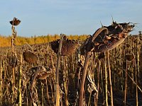 Работа в поле еще есть