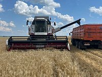 В КФХ Пасечных убрали с полей озимую пшеницу и чечевицу