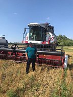 В КФХ Пасечных убрали с полей озимую пшеницу и чечевицу