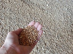 Молотят полным ходом: в КФХ С.И. Федосеева убирают озимую пшеницу